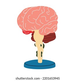 Model of the human brain on a flat line style stand. Cartoon anatomical organ, vector illustration on the theme of medicine, biology, physiology. Health, education, system, organism, mind, intellect.