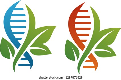 a model of human DNA