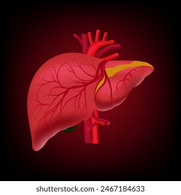 Model of human liver structure realistic vector illustration. Use for education, science, health care, aid. Editable vector illustration human liver anatomy model structure.   