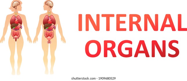 model of internal organs on the silhouette of the human body concept banner on a white background vector illustration human body, man and woman