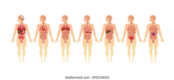 model of internal organs on the silhouette of the human body concept banner on a white background vector illustration human body, man and woman