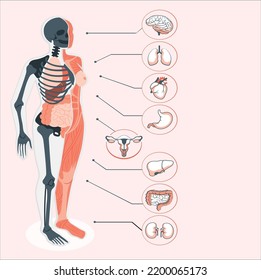 Model Of Internal Organs On The Silhouette Of The Human Body Concept Banner Vector Illustration Human Body, Woman, Anatomical Internal Organs.