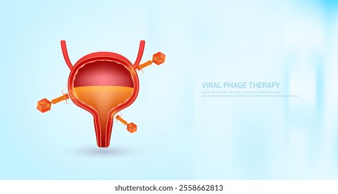 Model red bacteriophage on bladder. Phage therapy or phagotherapy. Virus affects destroys harmful bacterial cell human internal. Medical science research and analysis. Banner vector EPS10.