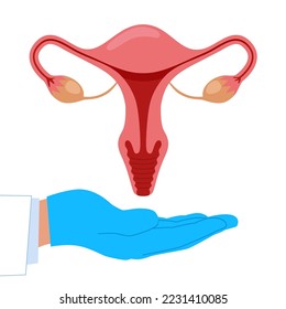 Model of the reproductive system of women. Vector illustration.