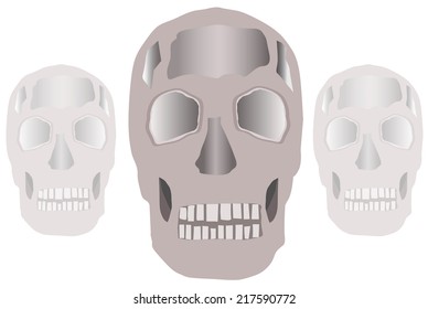 Model skull on white background vector illustration