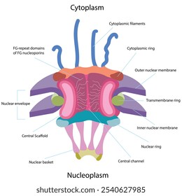 Model of a vertebrate nuclear pore complex (NPC): A schematic representation of a vertebrate NPC positioned within the nuclear envelope.