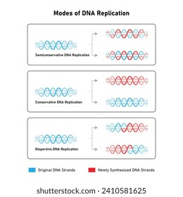 Modelle der DNA-Replikation Wissenschaftliches Design. Vektorgrafik.