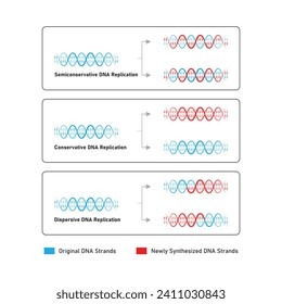 Models of DNA Replication Scientific Design. Vector Illustration.