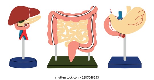 Models of gastrointestinal tract, flat line vector style. Cartoon anatomical organs on stand, stomach, liver, intestines, set for biology, medicine, physiology. Health, body, digestion, flora, system.