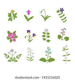 Flores de bosque moderadas aisladas