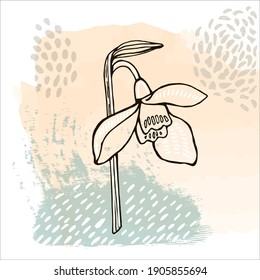 modern abstract illustration of snowdrops flowers, leaves, different lines and shapes for wall decoration, postcards or brochure cover design. vector design illustration
