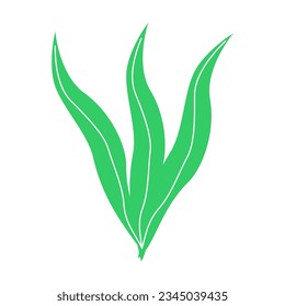 Modern algae plant abstract vector element