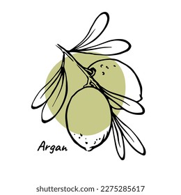 Modern Argan design nuts on branch with leaves and green abstract color spot. Vector illustration for argan oil, cosmetic and beauty product package design.