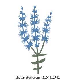 Modern botanical drawing of blooming herbal plant. Colored flat vector illustration of wildflower with leaf isolated on white background