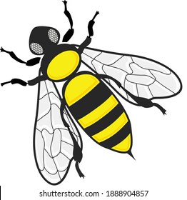 Modern cartoon style illustration of a black and yellow color bee with legs, eyes and wings. Illustrator eps vector graphic design. svg