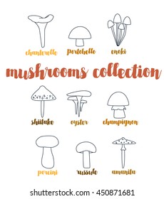 A modern collection of mushrooms. Different mushrooms isolated on white background. Simple lines.