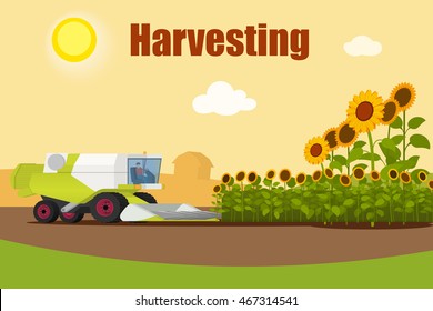 Modern combine harvester tractor working a sunflowers field. Agriculture machinery. Agriculture harvest sunflower seeds. Farm rural landscape, vector illustration.