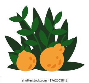 Modern exotic jungle fruits and plants illustration vector. Tropical plant bush with yellow fruits. Green plant with large leaves and a round ripe fruit flat illustration isolated on white background
