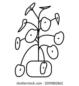 A modern fashionable houseplant with round leaves on thin long stems. Vector icon, outline, isolated, 48x48 pixel.