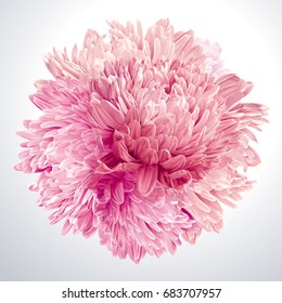 Arte floral moderna - Asters rosa e crisântemos. Composição de vetor de flores feita sob a forma de uma bola para decoração de casamento, Dia dos Namorados, Dia das Mães, vendas e outros eventos