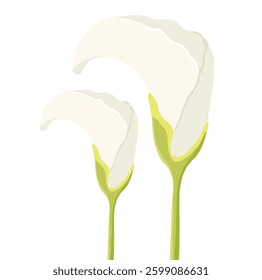 A modern floral illustration of two calla lilies with smooth, flowing forms. The combination of soft white petals and fresh green stems brings a natural and peaceful vibe, ideal for elegant decor 