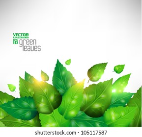 modern green fresh leaves vector design