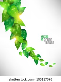 modern green fresh leaves vector design