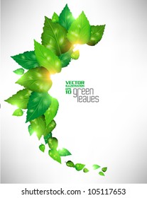 modern green fresh leaves vector design