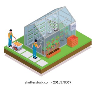 Modern greenhouse isometric colored composition farmers set up greenhouse and harvest the ripe crops vector illustration