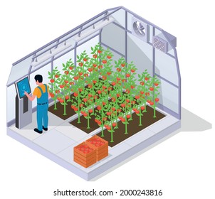 Modern greenhouse isometric concept employee sets up smart equipment inside the greenhouse where tomatoes are growing vector illustration