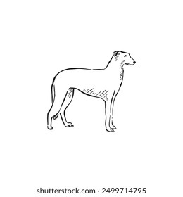 A modern greyhound dog stylised drawing, drawn in black, vectorised and shaded. Baby dog, canine side profile short hair hand drawn vector.