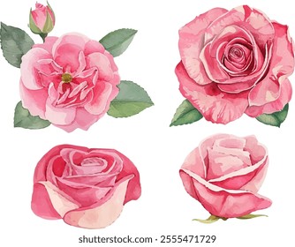 Modern Hand-Drawn Watercolor Pink Roses Flowers Clipart