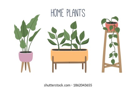 Modern home stand plants in colorful pots, hand drawn set of flowers, interior decor in flat style, cozy Scandinavian apartment, pastel colors. Vector illustration on the white isolated background