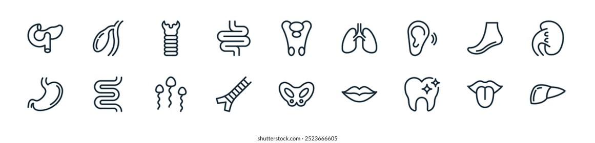 Icono de órganos humanos modernos: perfecto para diseños de IU lineales con órganos de hígado de Vector, lengua, dientes, labios, P, glándula tiroides, espermatozoides y más iconos para App móviles y de Web.