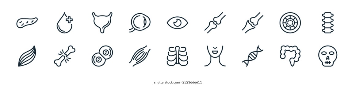 modern human organs icon pack. perfect for linear ui designs featuring vector skull, bowels, dna strand, neck, rib cage, muscles, cell division and more icons for mobile and web apps.