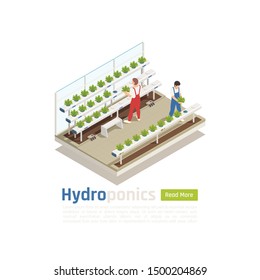 Modern hydroponic greenhouse isometric composition with 2 workers checking plants  growing without soil irrigation system vector illustration 