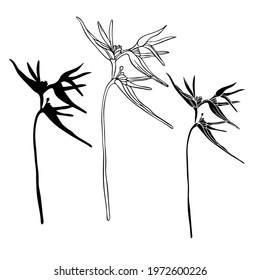 Modern isolated black and white geometric abstract illustration design of lined flowers. Can be used for printing on paper, textiles, backgrounds, logos, tattoos, invitations.