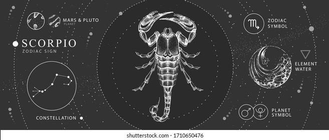 Modern Magic Witchcraft Card With Astrology Scorpio Zodiac Sign. Realistic Hand Drawing Scorpion Illustration. Zodiac Characteristic