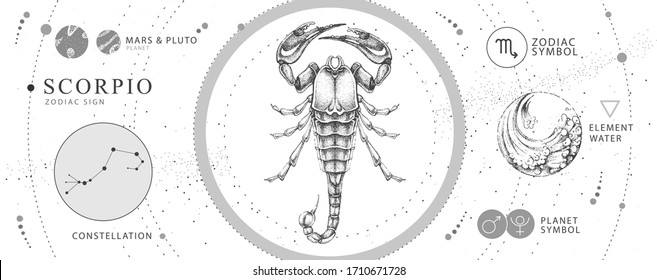 Modern magic witchcraft card with astrology Scorpio zodiac sign. Realistic hand drawing scorpion illustration. Zodiac characteristic