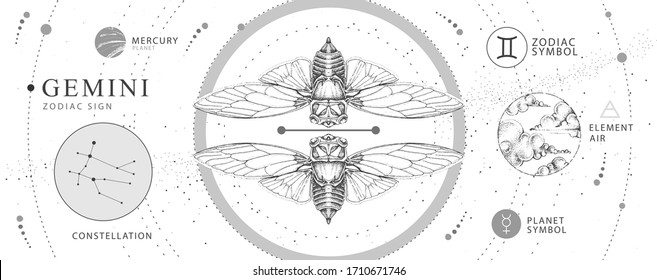 Современная волшебная карта колдовства с астрологическим знаком зодиака Близнецы. Реалистичная ручная роспись бабочки или цикады. Характеристика зодиака