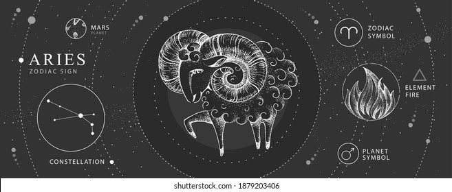 Modern magic witchcraft card with astrology Aries zodiac sign. Realistic hand drawing ram or mouflon. Zodiac characteristic