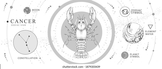 Modern magic witchcraft card with astrology Cancer zodiac sign. Realistic hand drawing crab illustration. Zodiac characteristic