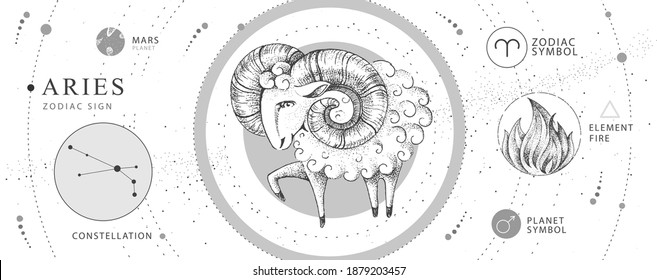 Modern magic witchcraft card with astrology Aries zodiac sign. Realistic hand drawing ram or mouflon. Zodiac characteristic