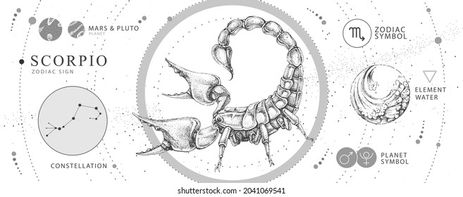 Tarjeta de brujería mágica moderna con signo de astrología Scorpio zodiac. Una mano realista que dibuja la ilustración del escorpión. Característica del zodiaco