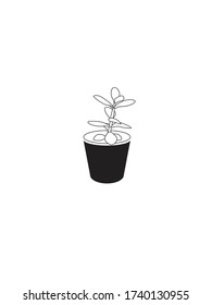 Modern and Minimalist Jade Plant in Dark Grey Pot Line Art. Isolated on White