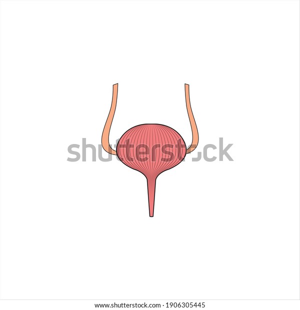 Modern Minimalistic Human\
Bladder Icon Vector. Simple Bladder sign for human anatomy, medical\
or healthcare concept. Bladder symbol isolated on white\
background.