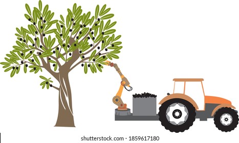 Modern olive harvesting concept. The robot harvests the black olives. Tractor and robot arm