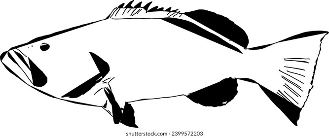 A modern outline of Grouper fish