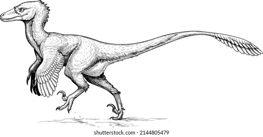 Modern reconstruction of velociraptor. Mesozoic feathered dinosaur. Vector outline isolated