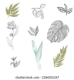 Modern set of abstract elements, linear image of leaves in the style of engraving, minimal design, vector illustration